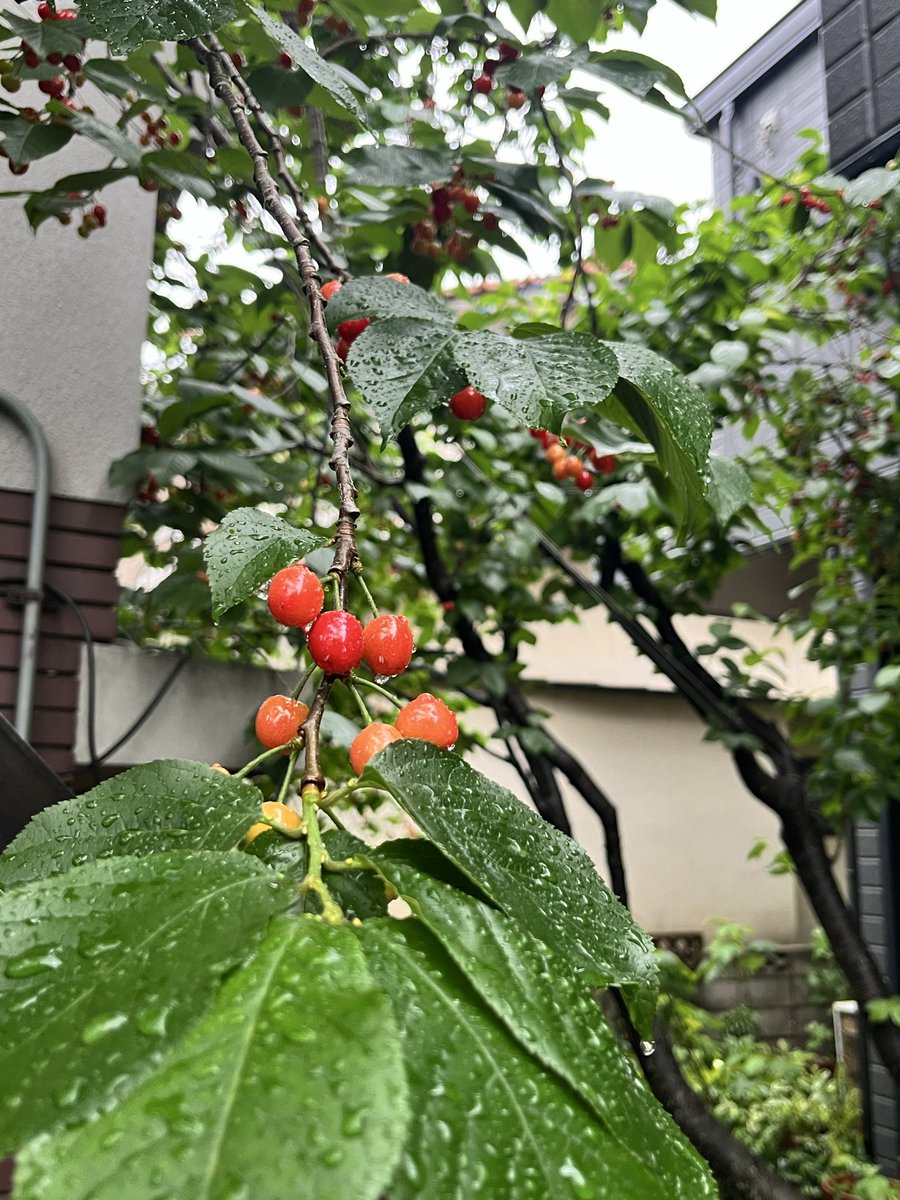 今日は王林🍏
チェリー🍒はもう少し