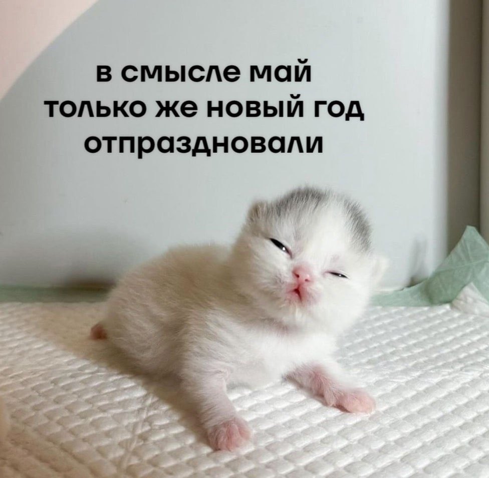 Tim tweet media