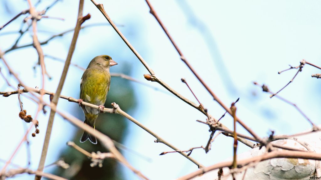 OzgunSozuer's tweet photo. https://t.co/UyiWHMNhbw

European Greenfinch | Carduelis chloris | FLURYA 

#pajareo #carduelischloris #greenfinch #hayvanmanzaraları #16x9_birds #ruralecology #BirdsOfX #500pxrtg #ThePhotoHour #yourshots #photohdr #fotorshot #birdingphotos #verderon #φλωρος #flurya https://t.co/IFu88d5e0f