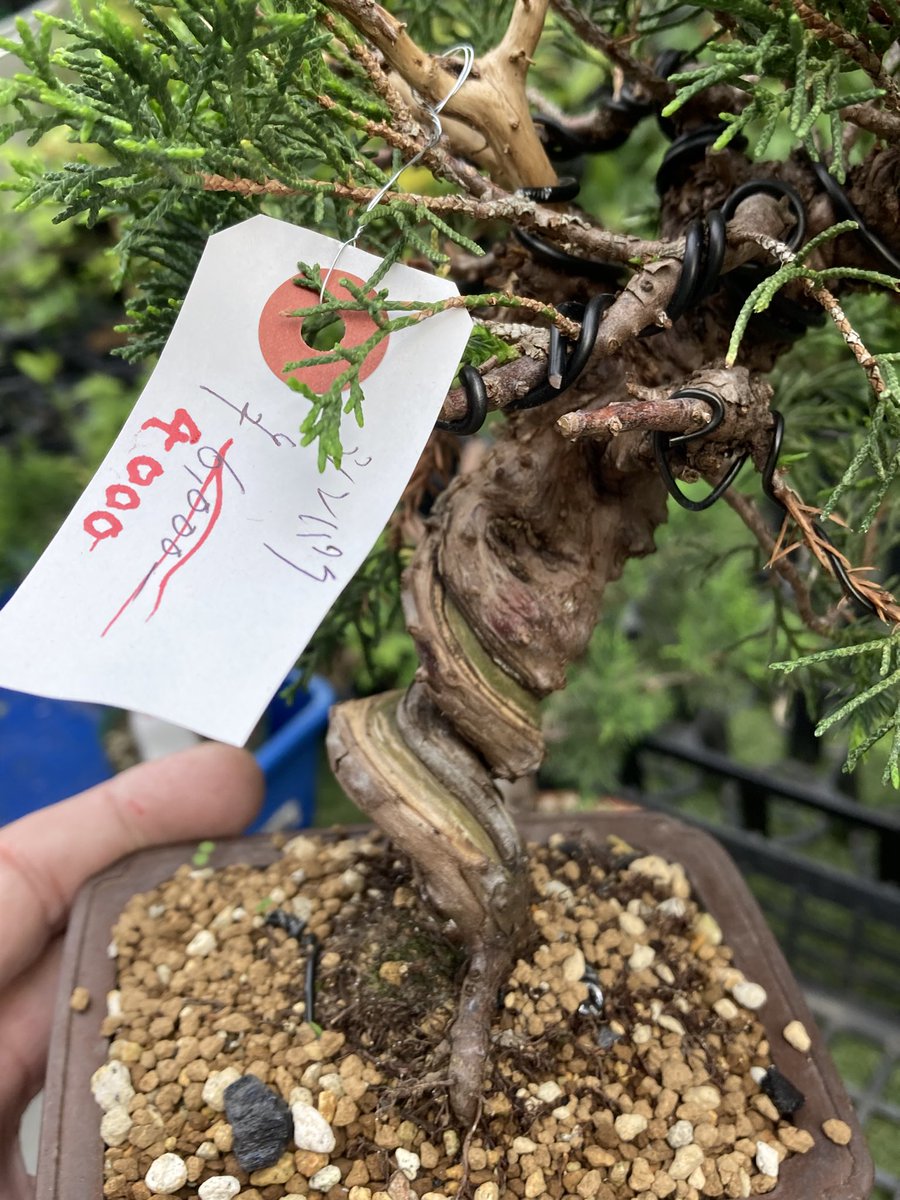 BONSAI+🪴盆栽プラス tweet media