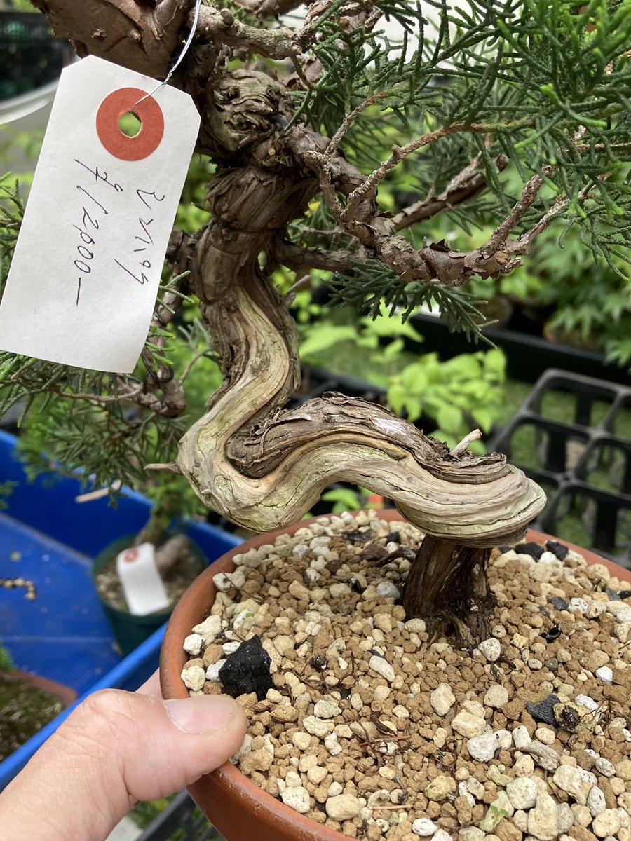 BONSAI+🪴盆栽プラス tweet media