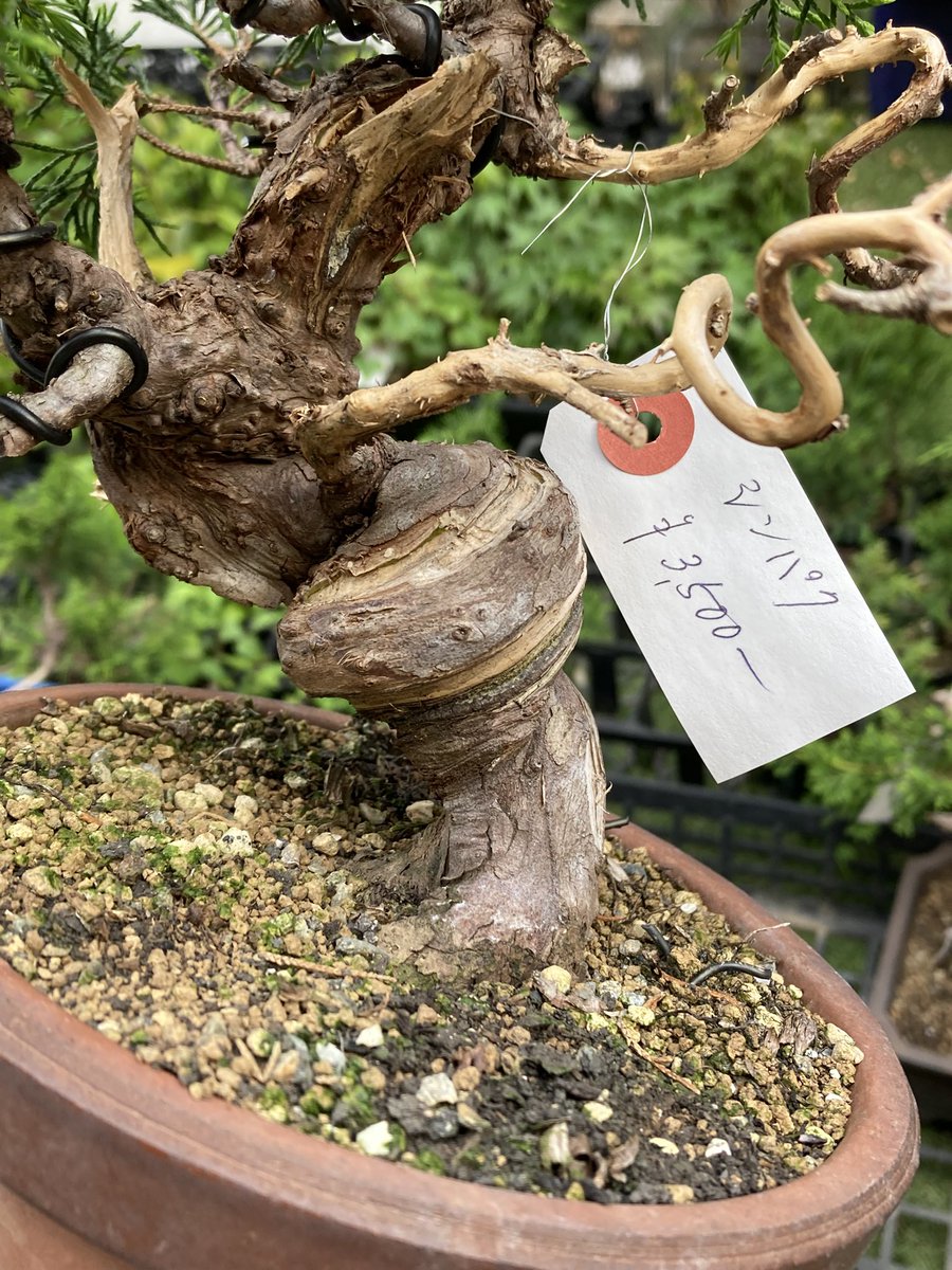 BONSAI+🪴盆栽プラス tweet media