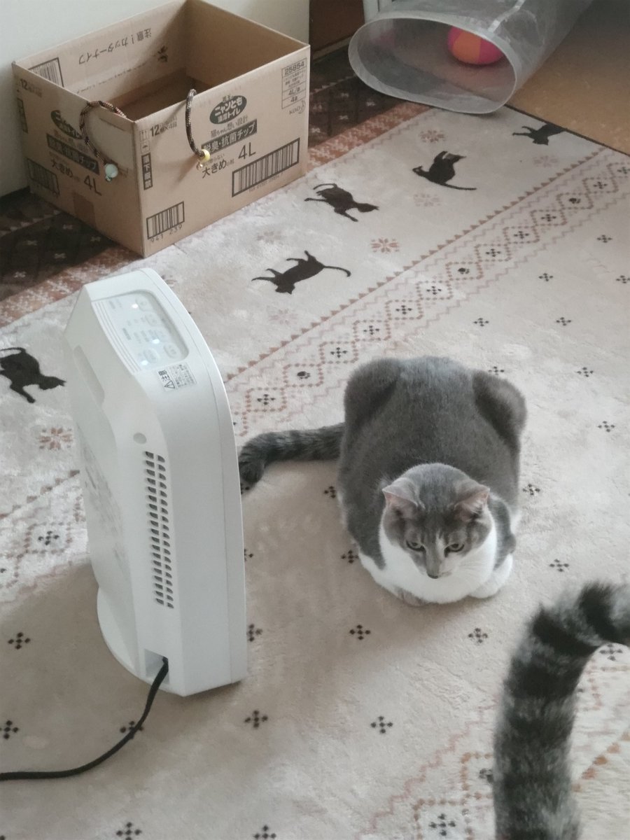 ReoRam428's tweet photo. まだぁ………片付けられない😅 https://t.co/dcsj6TqD2N
