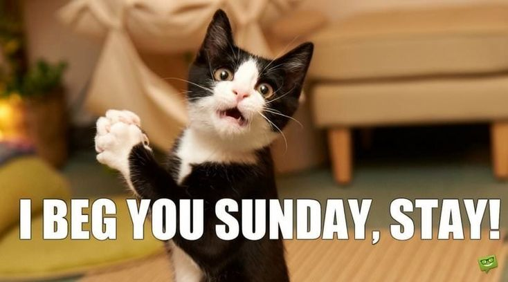 marillion13's tweet image. Happy #SundayMeowing from SW Germany, here it´s about 10.35 am meow, currently we also have sunshine and 16,8°C/62,2°F here, it was rather warm all night long too.
Enjoy your #Weekend, kitty furriends and "hoomins".
💖💖💖