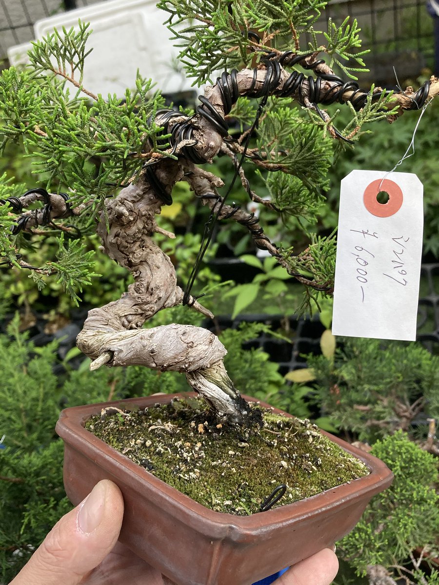 BONSAI+🪴盆栽プラス tweet media