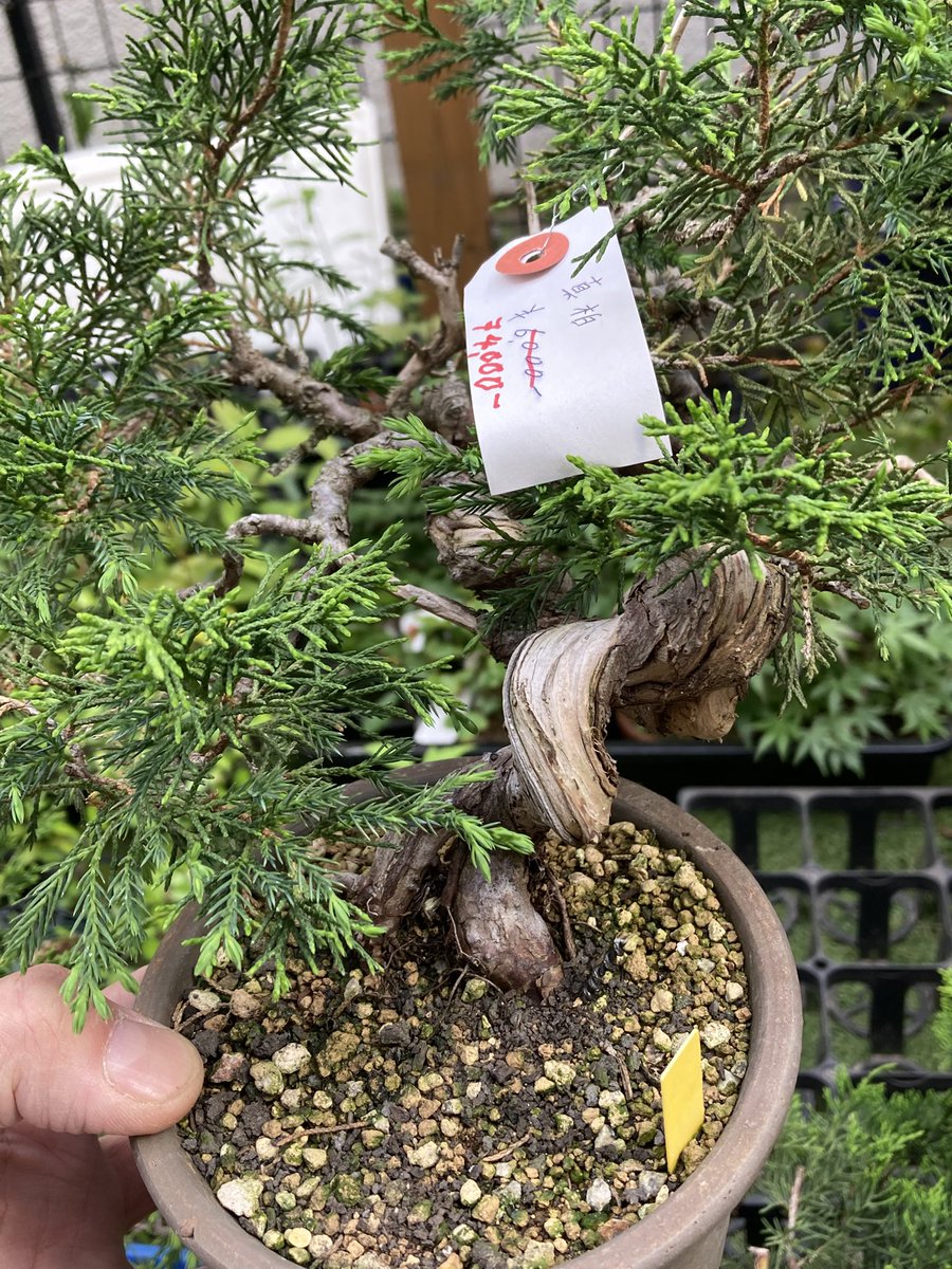 BONSAI+🪴盆栽プラス tweet media