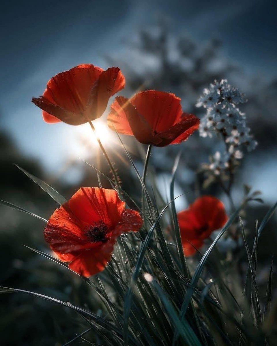 Leonor🌹 tweet media