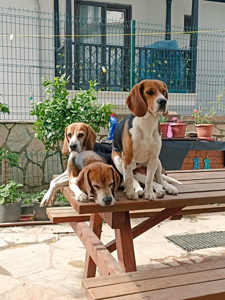 hurremural's tweet photo. benim çocuklarımın güzelliğine bakın, bu manzara ile kahvemi içip ayılıyorum 💕 https://t.co/tiiOJEL5hx