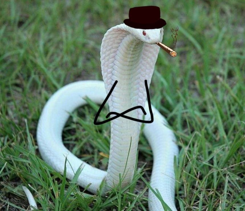 Snake tweet media