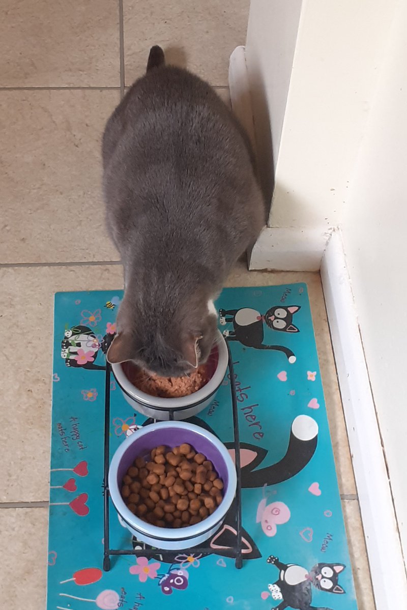 The_CaitSidhe's tweet image. When first adopted he hid under the kitchen cupboards, only came out for food when no-one was around. What a difference time makes 😻 #AdoptDontBuy #Cats #CatsofX