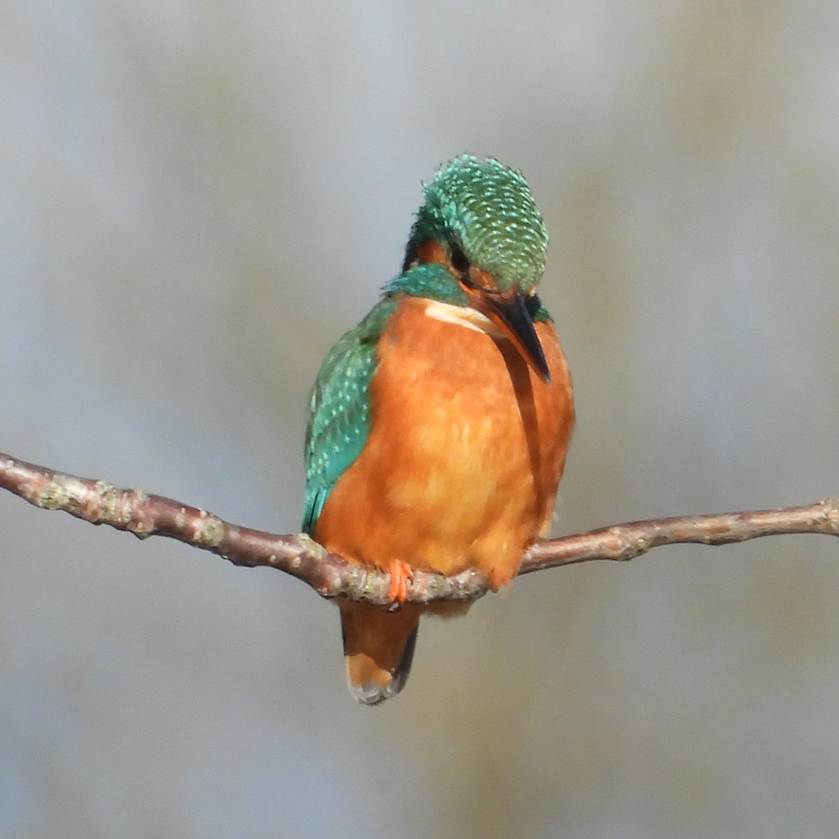 CanalRegent's tweet image. Mrs Kingfisher at Walthamstow Wetlands.

#nature #wildlife #kingfisher #birds #birdphotography #spring #eastlondon #walthamstow