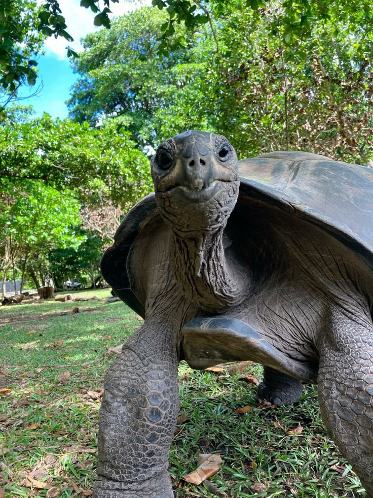 Tortoise tweet media