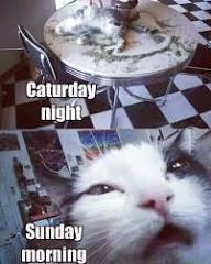 marillion13's tweet image. Happy #SundayMeowing from SW Germany, here it´s about 10.35 am meow, currently we also have sunshine and 16,8°C/62,2°F here, it was rather warm all night long too.
Enjoy your #Weekend, kitty furriends and "hoomins".
💖💖💖