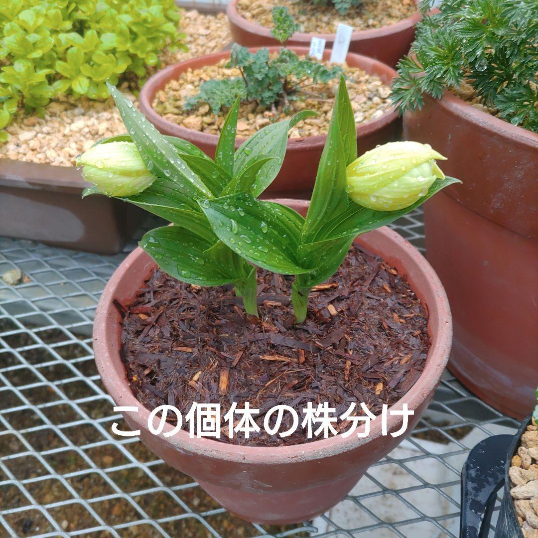 礼文アツモリソウ（2芽入） 86