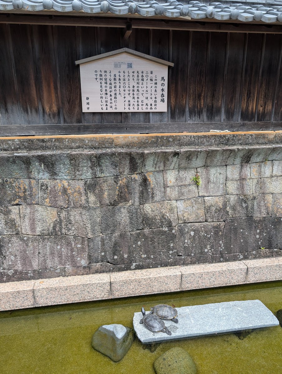 castle1146's tweet photo. #由比本陣 （静岡県）

由比本陣公園になてて 周辺には沢山の🪧があり ぉ勉強になるんだょ😎vv
また 桜エビ🦐や生シラス🐟なんかも食べれちゃぅ ぉ店多 で🤤ｸﾞﾍﾍ なのだ　お腹いっぱい食べたのだ🤪

📸2 🐢さん作り物かと思たら いぎでだ😱ｷﾞｬｰ https://t.co/HLAdWOtYHK
