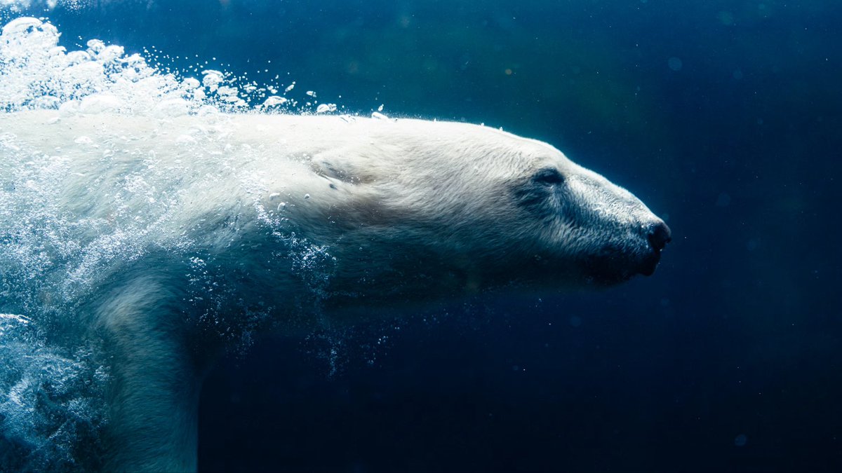 Polar Bear tweet media