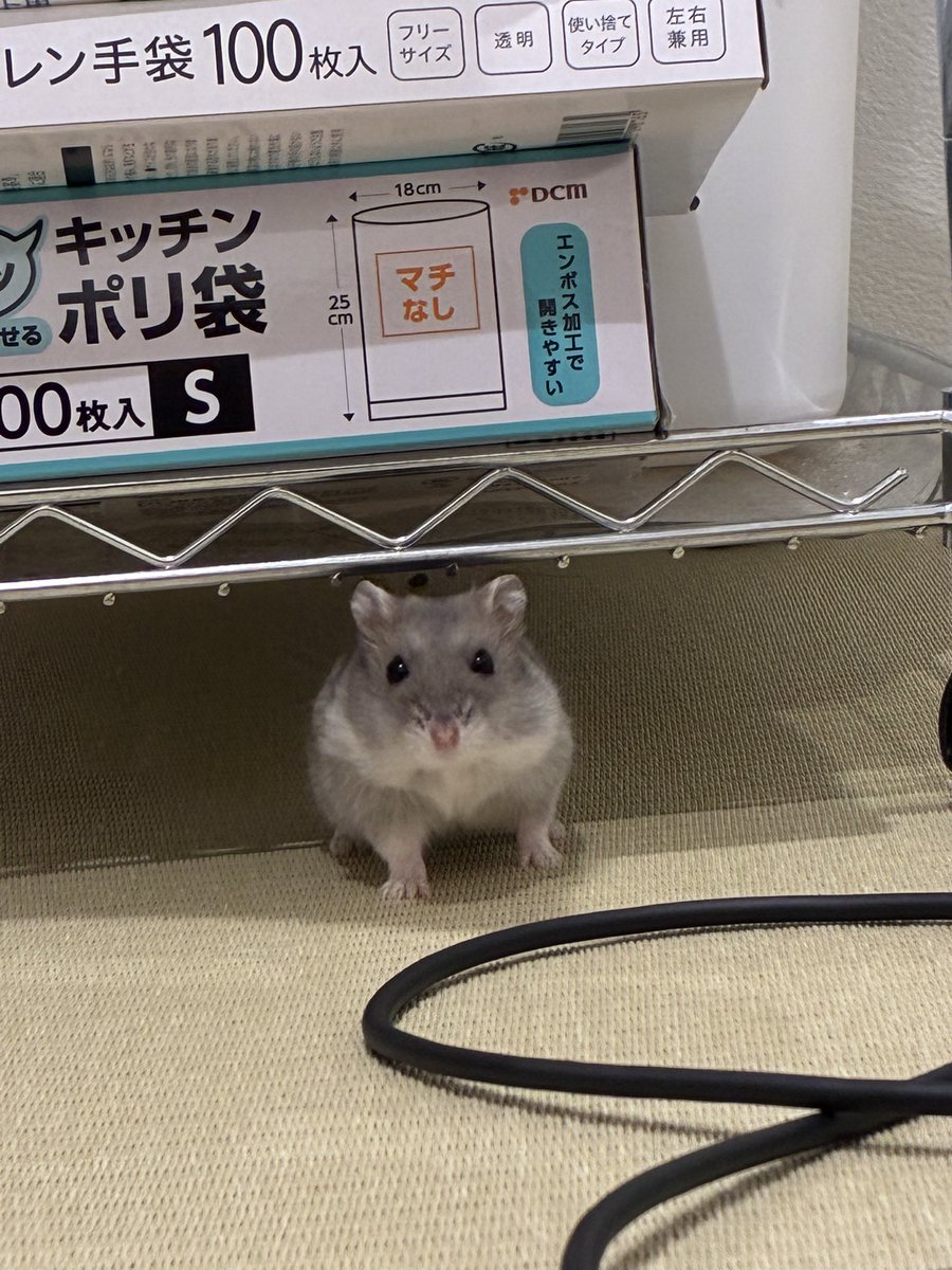 まんまるパモ🐹 tweet media