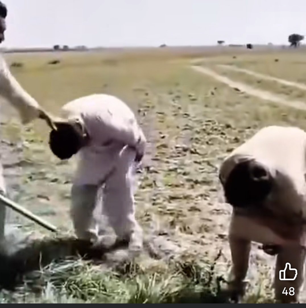𝐁𝐞𝐩𝐞𝐞𝐫 🇵🇰 tweet media