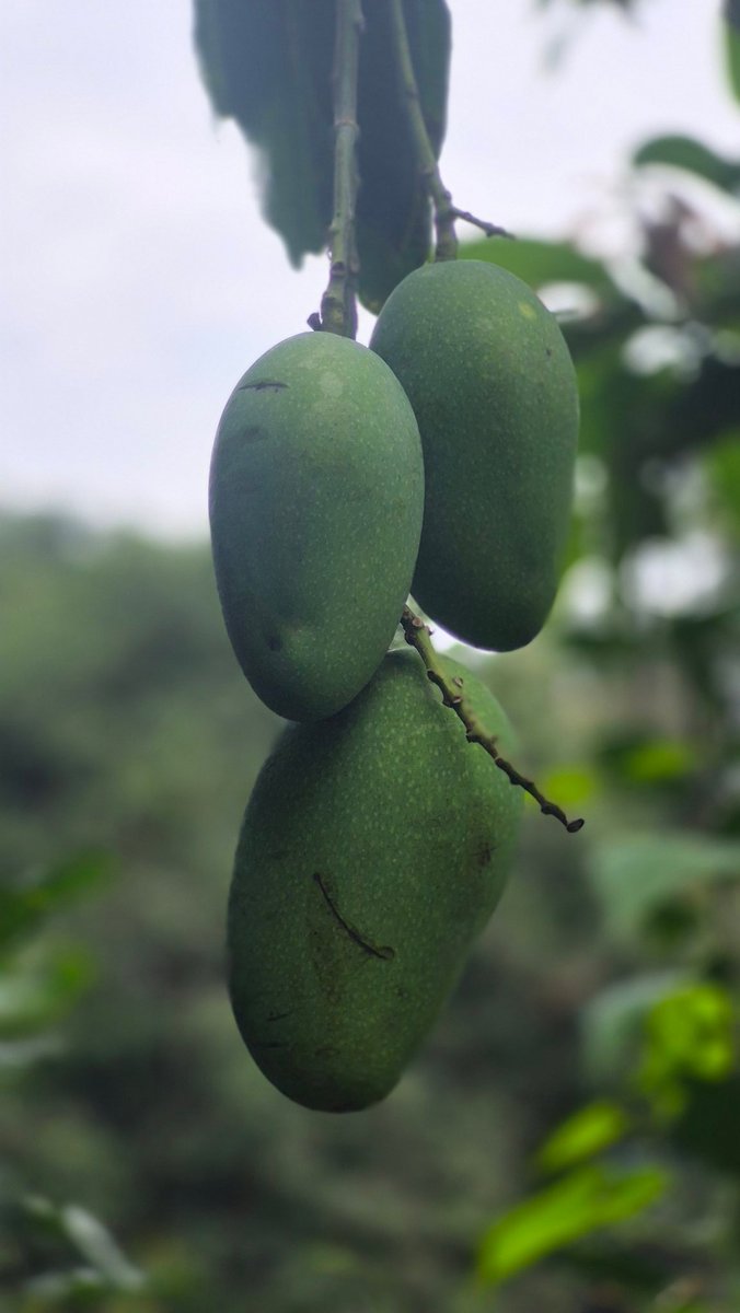JrNaiem's tweet image. No matter how old I am, hearing about raw mangoes and salt makes my tongue water! 🥭
#Mango