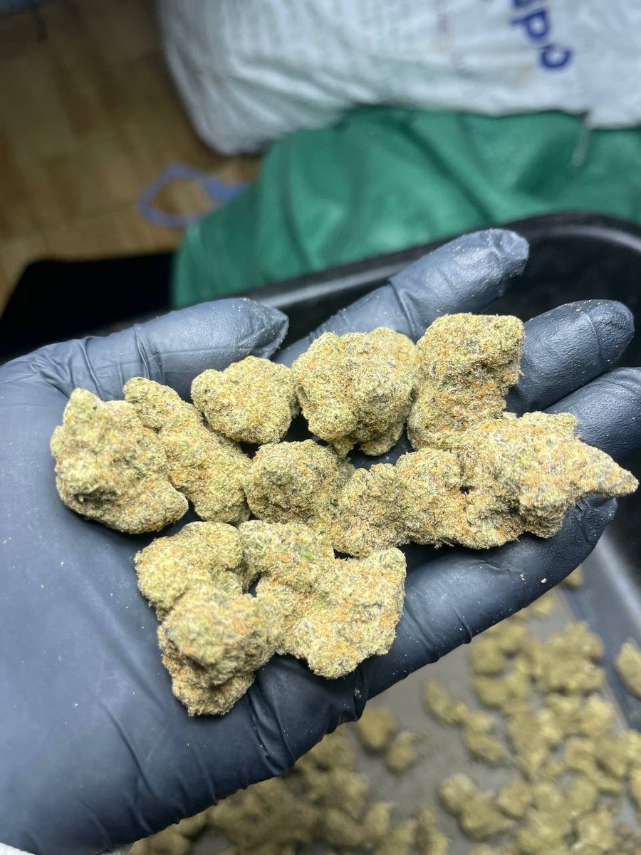 420VNTH's tweet photo. 🌿 CRYSTAL BLOOM
🔥 Type: Indica-dominant Hybrid
🧬 Genetics: Lebanese × Sonic Boom

⚡ Effects: Deep relaxation • Calm mind • Sleepy vibe

⚡️ Fast delivery in Bangkok, Hanoi, Ho Chi Minh City, Da Nang – only 1–2 hours after ordering 🚀
#Cannabis #Weed #Vietnam #Thailand https://t.co/sH5PPgLRUz