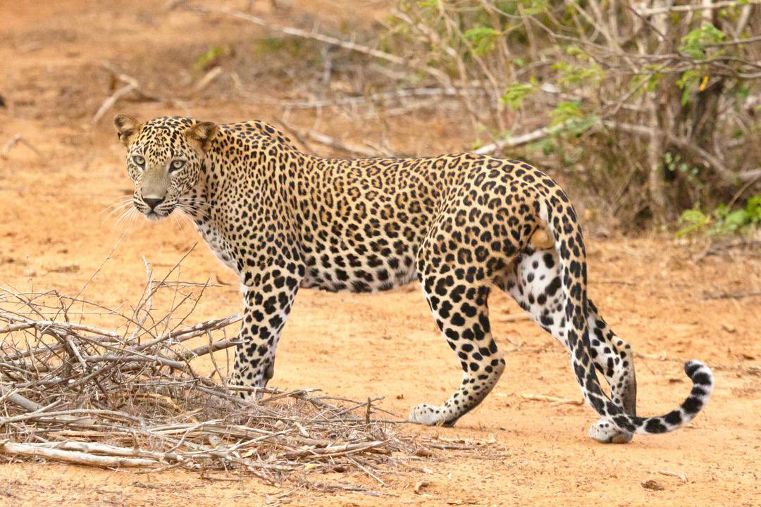 Zimparks tweet media