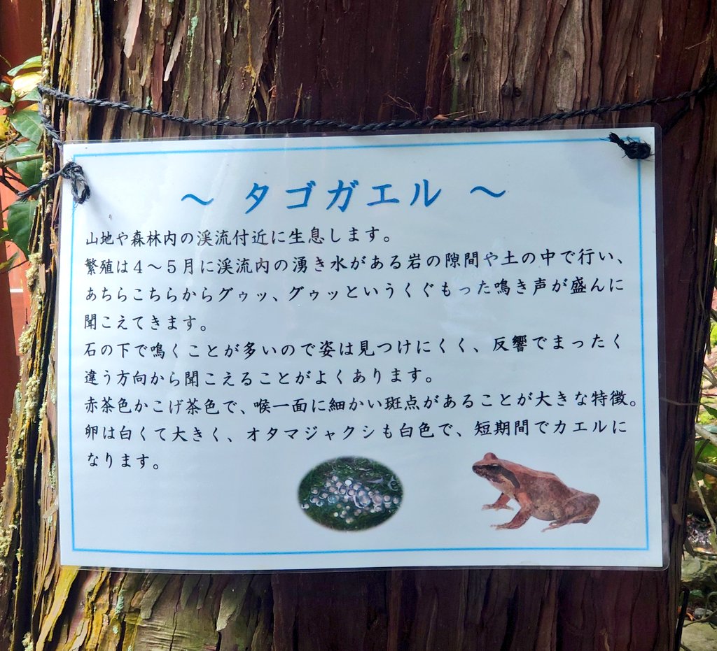 運良く曇り空のもと、＃大田神社 に ＃カキツバタ を見に行ってきまし