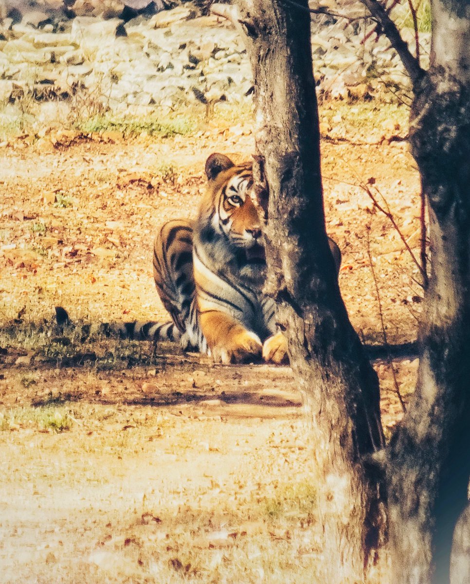 bundi_trails's tweet photo. Summer rest under the shadow of bushes, after the swim in Guman Baori #rvt1 #hadasafaris #bundi #rvtr #ramgarhtigerreserve https://t.co/d7tfH3s8jX
