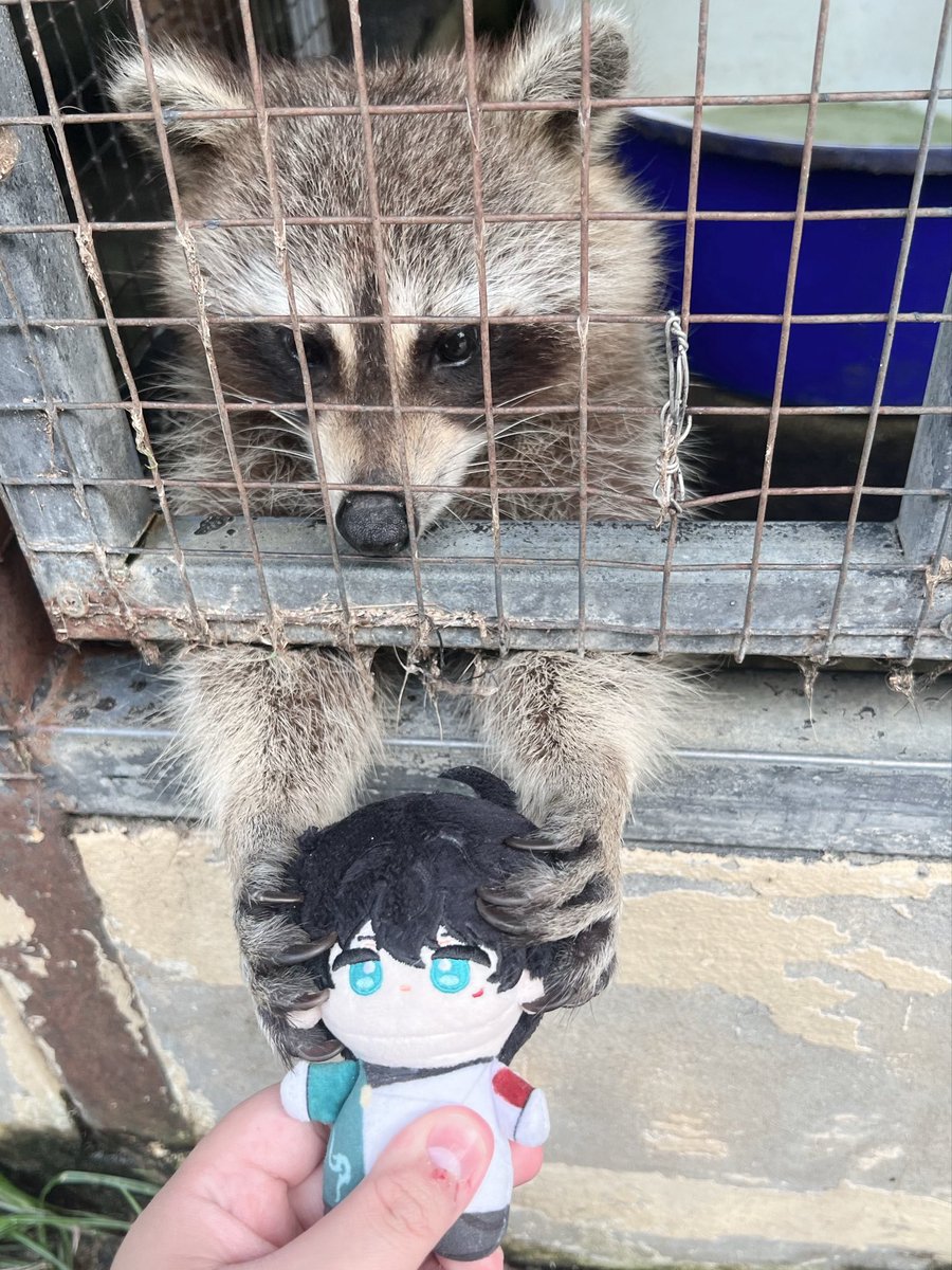 mealmellow's tweet photo. โมเม้นตันไค เราสร้างได้ แรคไคขโมยตุ๊กตาพี่เหิงทำไมลูก https://t.co/IyAsetG7eH