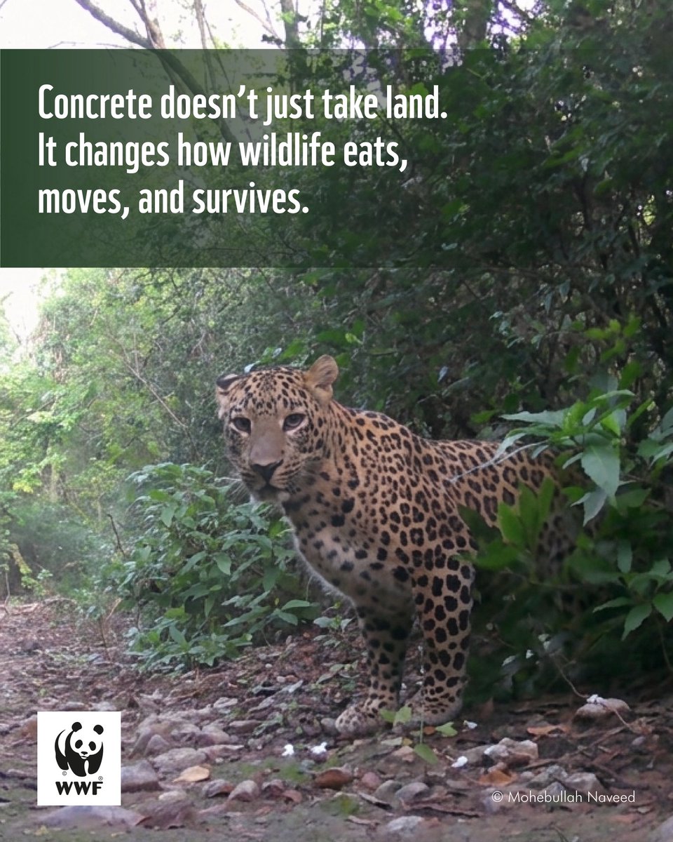 WWF-Pakistan tweet media