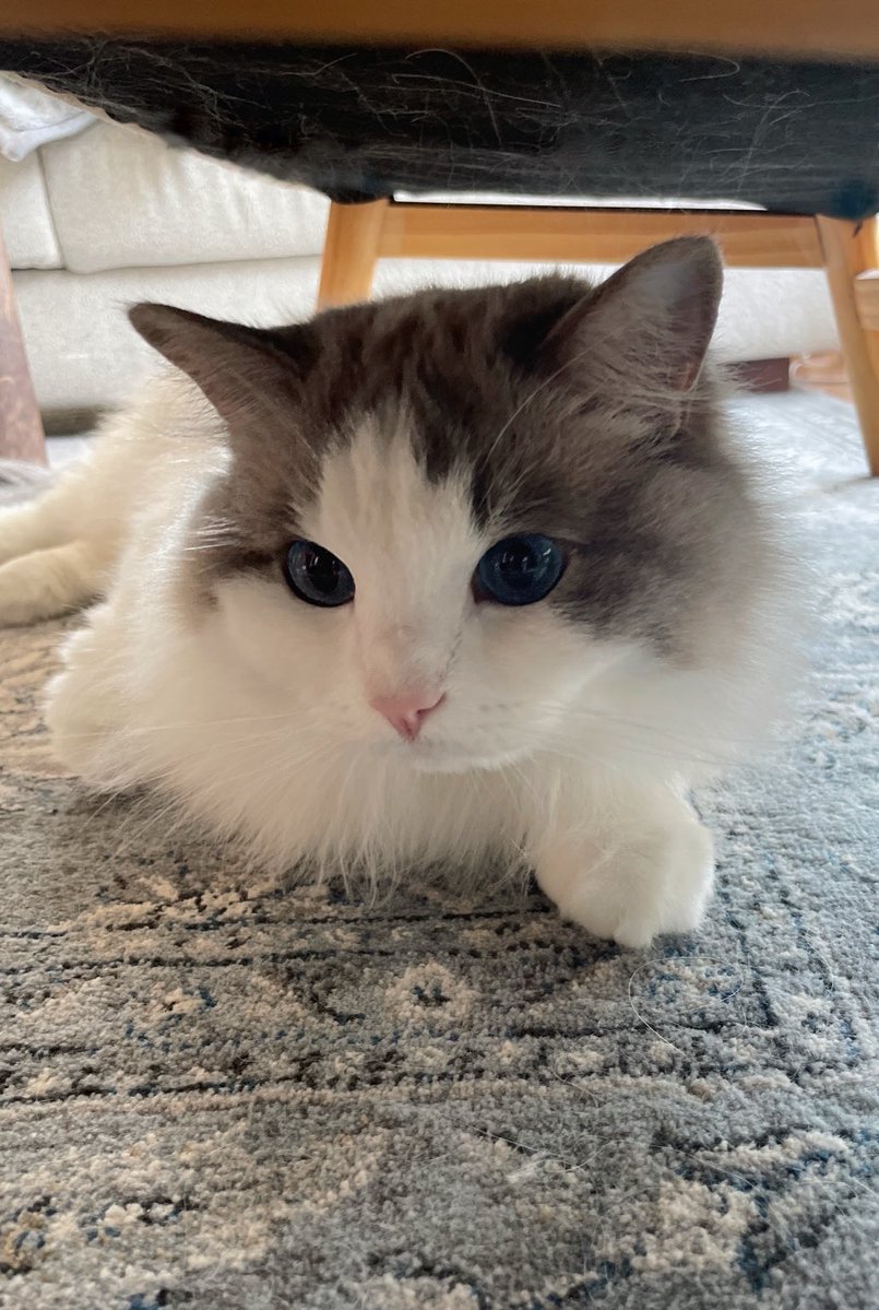 お昼寝から起きてぽんやり

 #猫がいる幸せ #ねこかわいいね