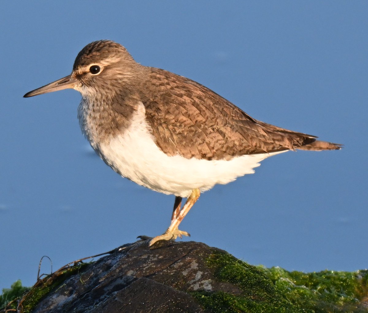 patientbirder's tweet image. Early morning Common Sandpiper #birds #birdwatching #birdphotography