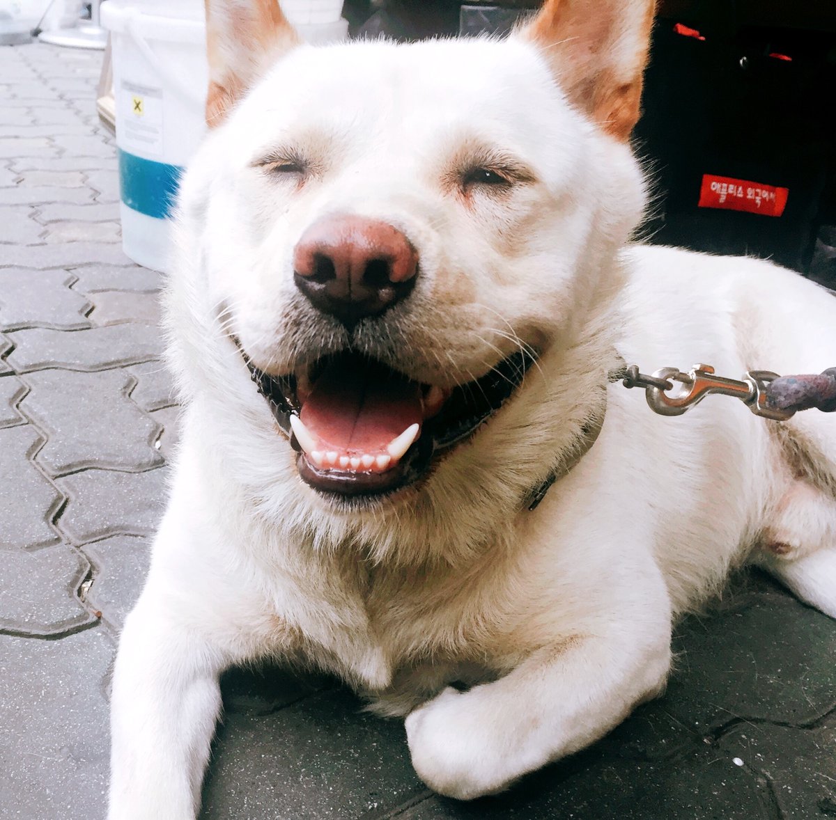 🐾보리따 tweet media
