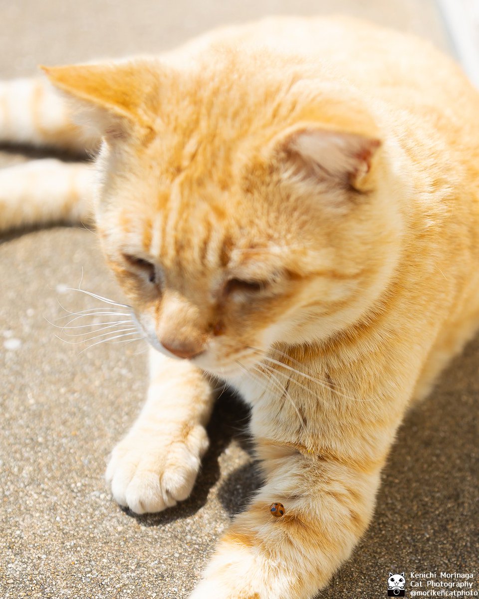 猫写真家 森永健一｜Comedy Pet Photo Awards 2022 日本人初の一位 tweet media