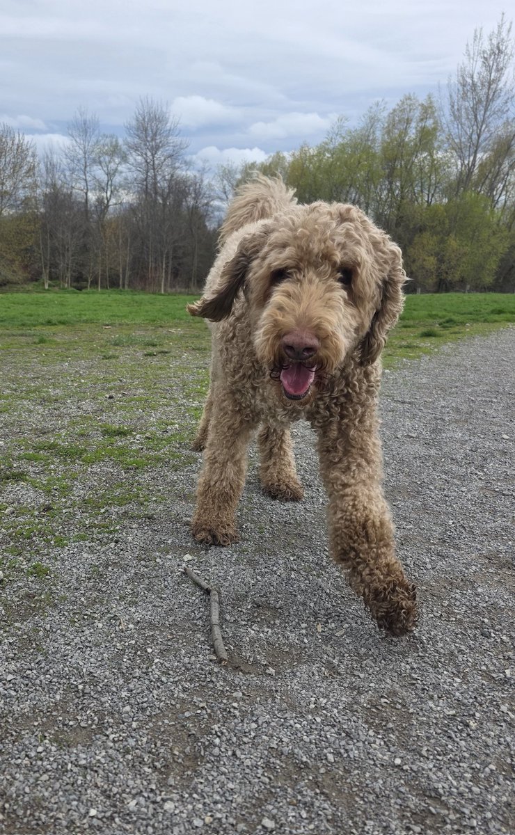 Walkin' The Dog tweet media