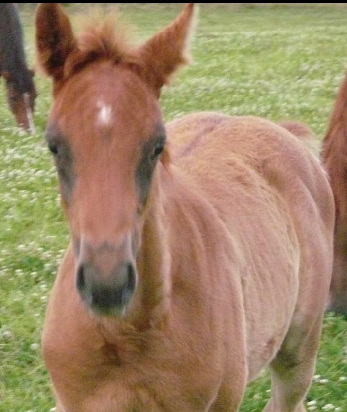 Missing Animaux 81 tweet media