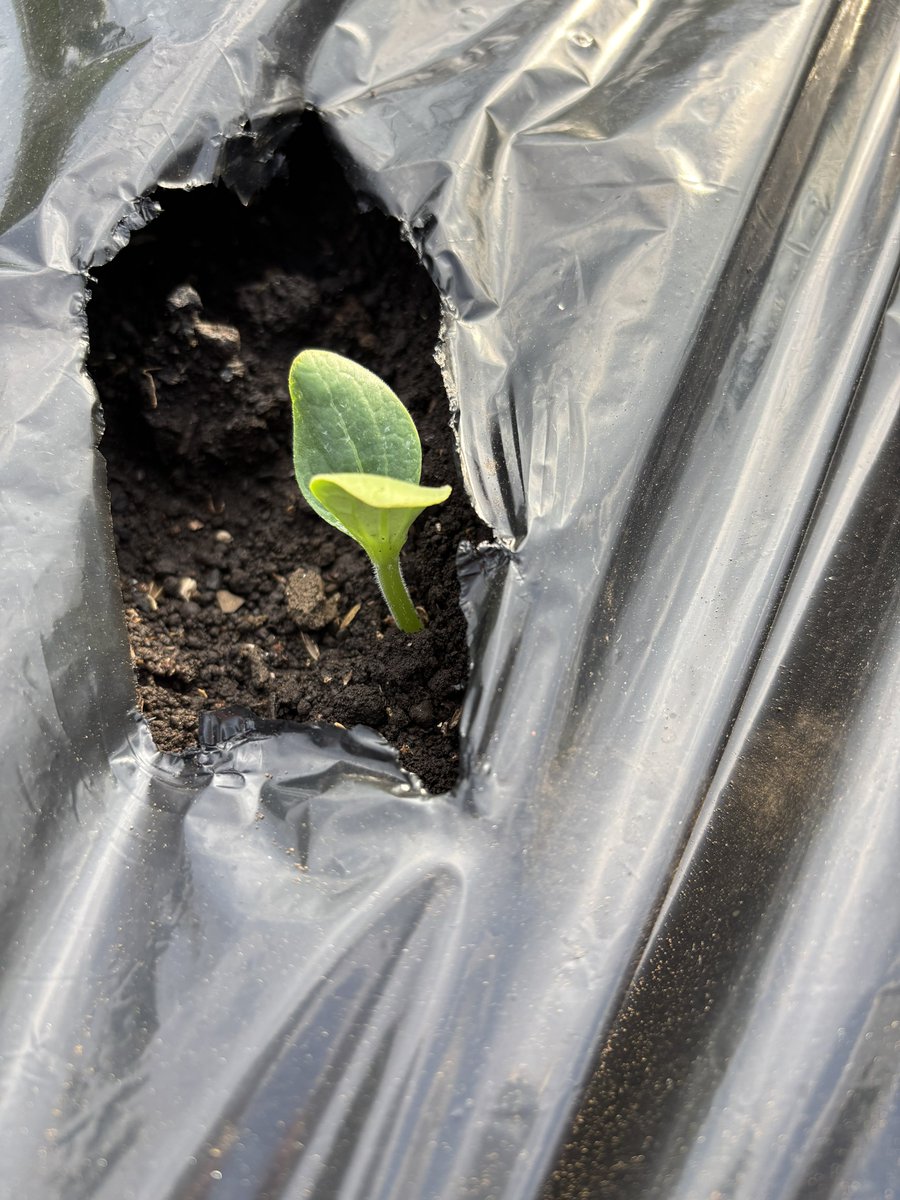 先週種まきした、とうもろこし🌽が早速発芽していてびっくり。一方、ゴーヤとズッキーニは動きが見えない…