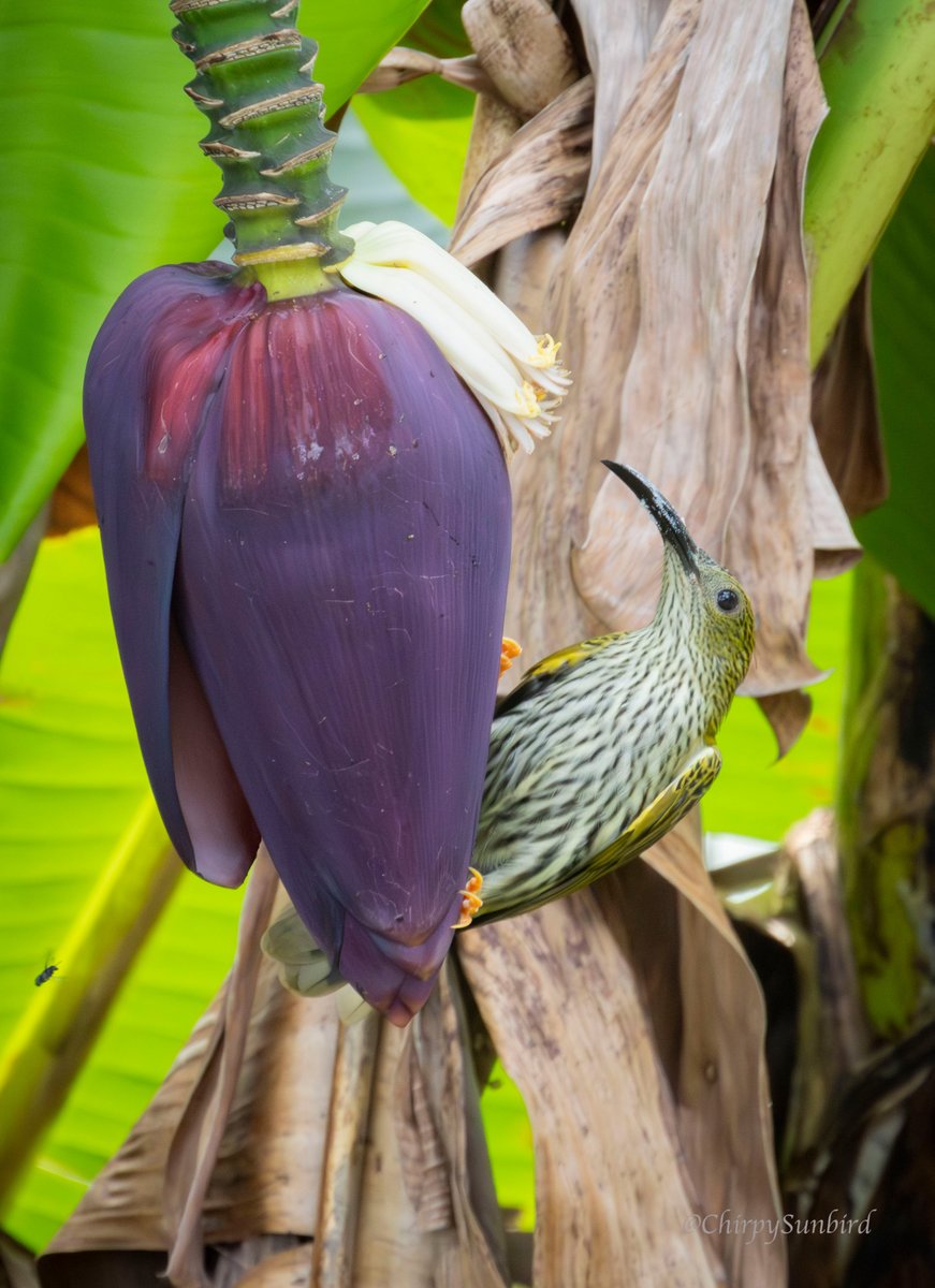 Chirpy Sunbird tweet media