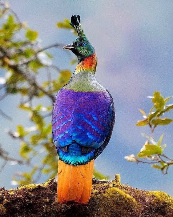 World's Amazing Things tweet media
