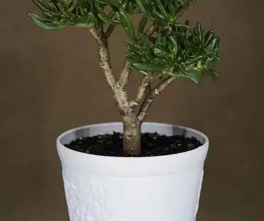 AnetteMChriste1's tweet image. "Upcycle old glass jars into plant pots! Clean, add soil, pop in succulents—zero waste, max charm  #UpcycleHacks #SustainableLiving"