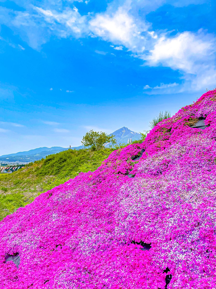 capitavolcom's tweet photo. 斜面に沿って咲く迫力の芝桜と空の青のコントラストをご覧下さい。

#ファインダー越しの私の世界
#猫好きさんと繋がりたい                     
#写真好きな人と繋がりたい
#キリトリセカイ https://t.co/bLSatRP2Yw