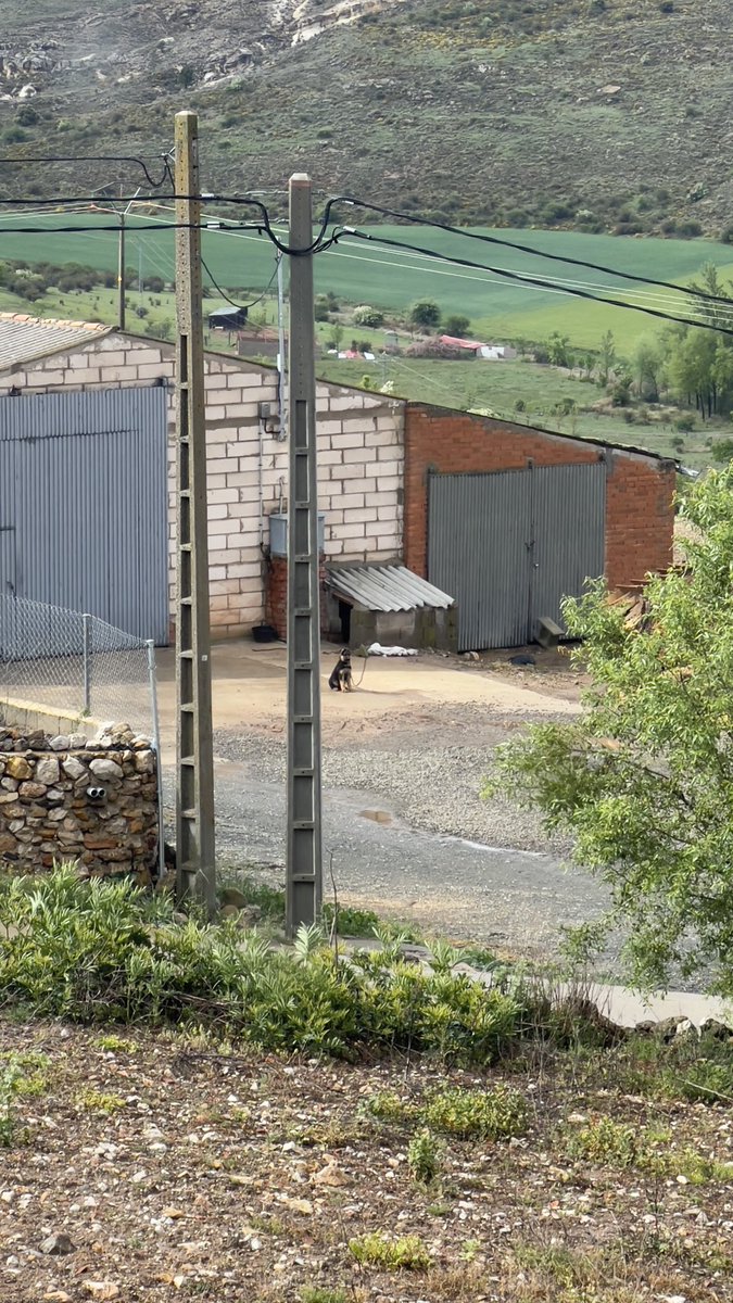 andrebai's tweet photo. Llamo 3 veces al 062 para denunciar un caso de maltrato animal, un cachorro encadenado durante más de 4dias en una nave en Atienza y me ignoran. Piden poner una denuncia y nadie se desplaza para ayudar aunque su vida esté en peligro ⚠️ @AnimalesGob @AUGC_SEPRONA @GDTGuardiaCivil https://t.co/xlaNFnVzpO