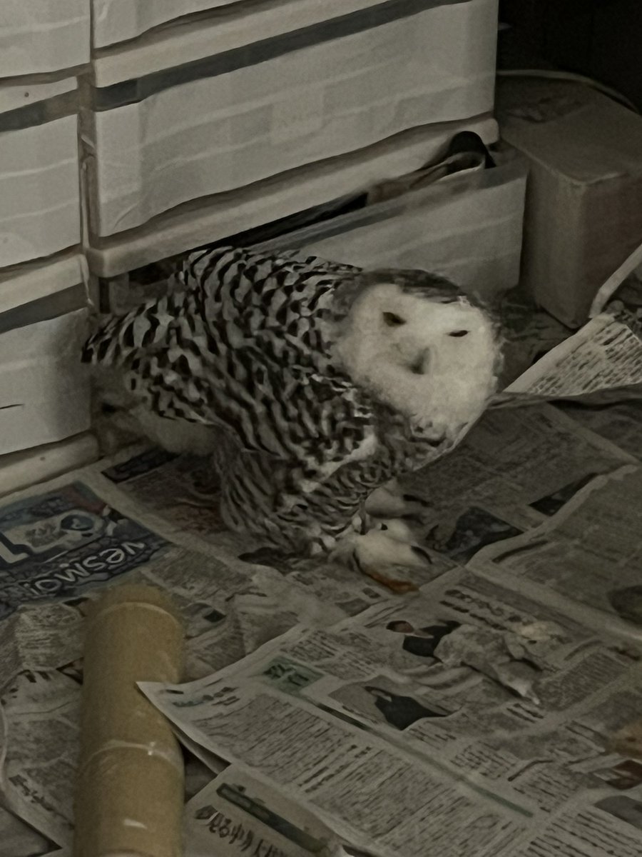 🦉✖️2🐦‍⬛、🐿️✖️2🐱🦎🐸の下僕（有馬） tweet media