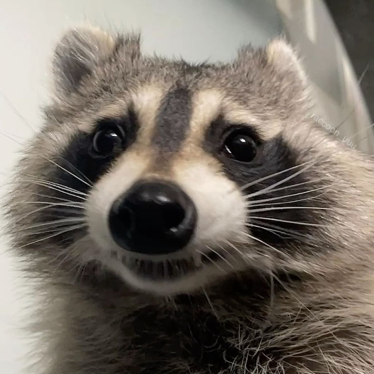 ᗰOᖇTY | ᐯT | 🦝 tweet media
