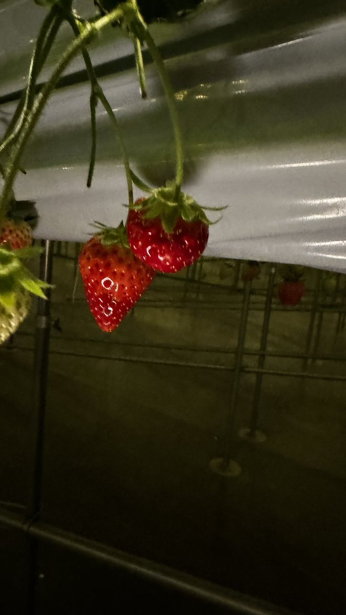 camell1a___'s tweet photo. 夜のいちご狩り、雰囲気良くて最高でした🍓🌛🕯

#男の娘  #女装  #千葉 https://t.co/A24KjP0W8q