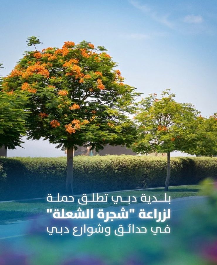 علي العامري tweet media