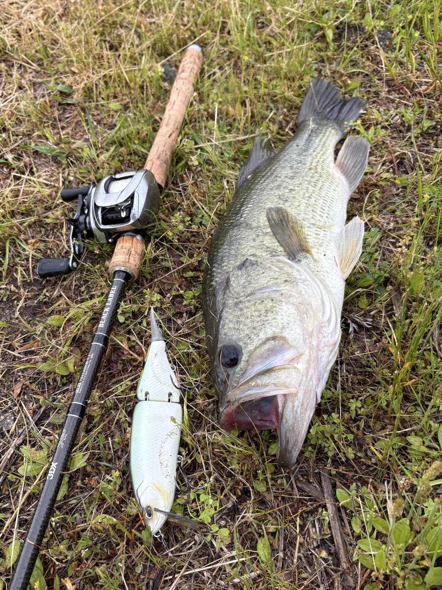 BuyhR's tweet photo. 天気が悪いので、釣れるポイントだ��撃っていくスタイルで池移動しながら40アップ３本ゲット！
タイニーで釣れたのは横から飛んでくるバイトシーンが見えてテンション上がった😊 https://t.co/MKYiQEZRyJ