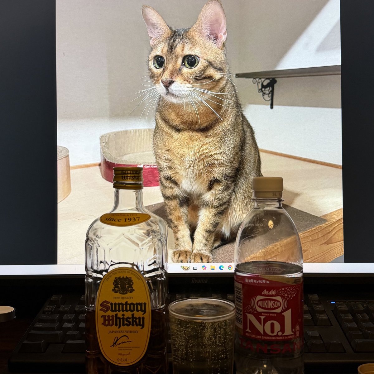 ただいまれおちゃん、
あれこれ家事こなして、
常温ハイボールでKP🍺️
