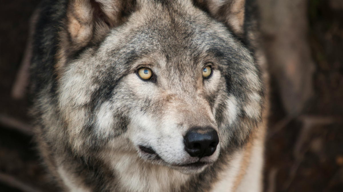 EUSchwerbehind1's tweet image. Neues Bundesjagdgesetz: Umsetzung beim Wolfsmanagement liegt bei den Ländern #Deutschland #Hilfe #News #Berlin #Newsroom #Nachrichten #presse tinyurl.com/2dx7v3o5