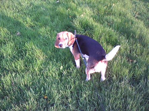 One dog every hour tweet media