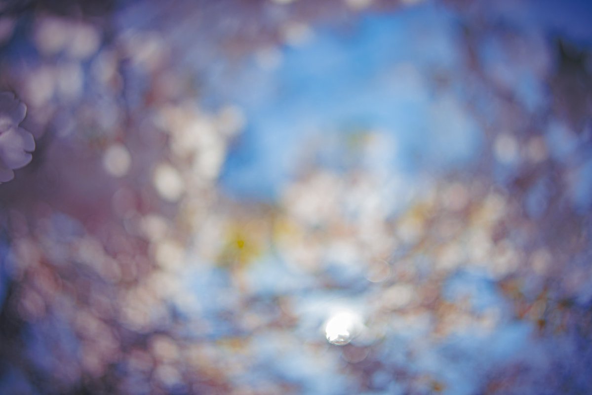 sachi_photo112's tweet image. #photography